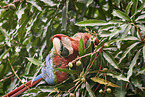 Green-winged Macaw