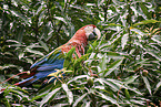 Green-winged Macaw