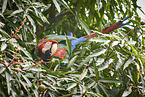 Green-winged Macaw