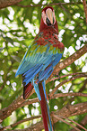 Green-winged Macaw