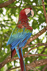 Green-winged Macaw