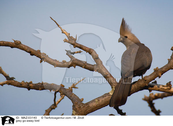 Grauer Lrmvogel / grey go-away bird / MAZ-03140