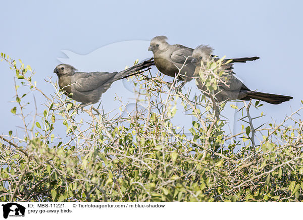 Graue Lrmvgel / grey go-away birds / MBS-11221