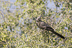 grey go-away bird