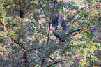 grey go-away bird