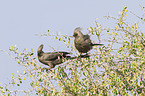grey go-away birds
