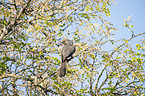 sitting Grey Go-Away-Bird