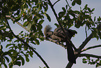 common go-away bird