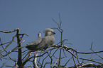 grey go-away bird