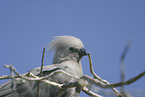 grey go-away bird