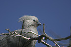 grey go-away bird