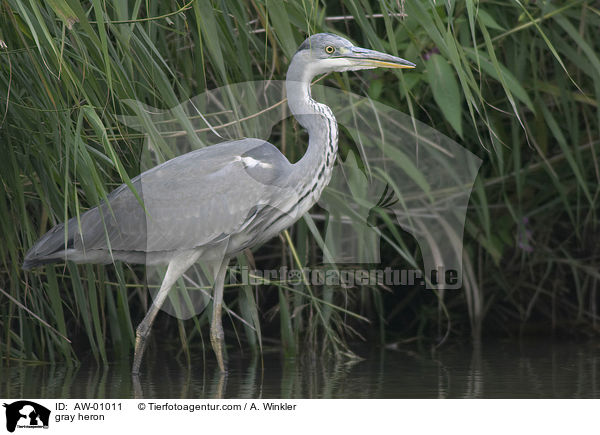 gray heron / AW-01011