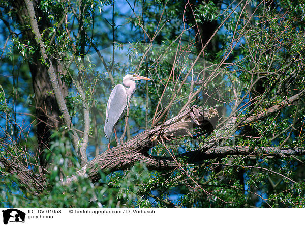 Graureiher / grey heron / DV-01058