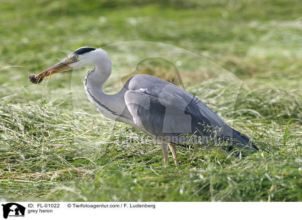 Graureiher / grey heron / FL-01022