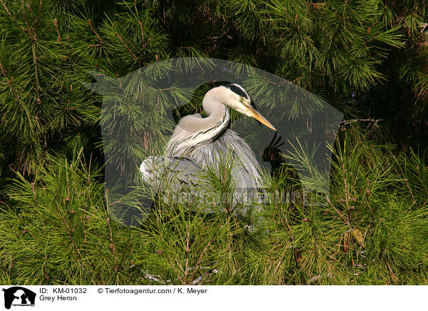 Graureiher / Grey Heron / KM-01032