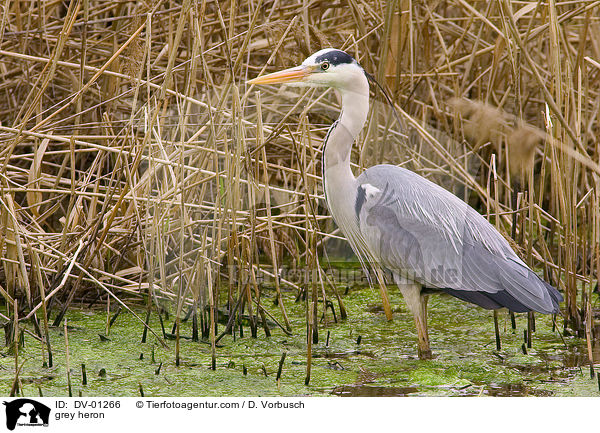 Graureiher / grey heron / DV-01266