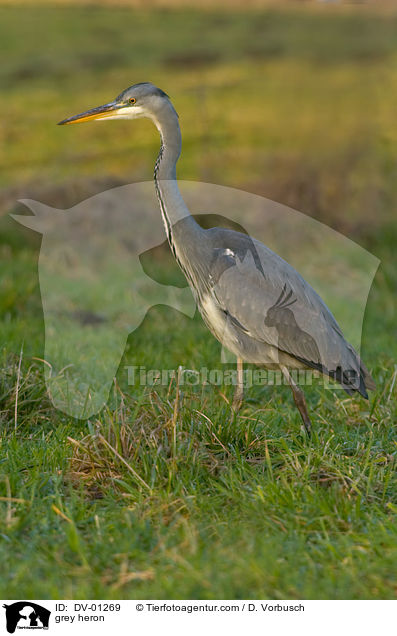 Graureiher / grey heron / DV-01269