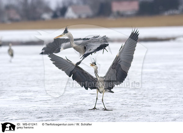 Graureiher / grey herons / WS-01241