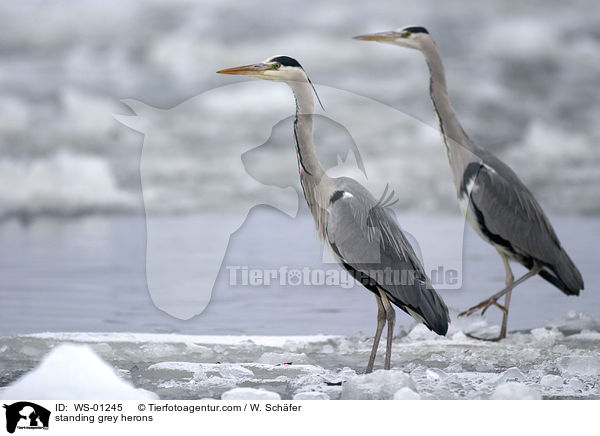 standing grey herons / WS-01245