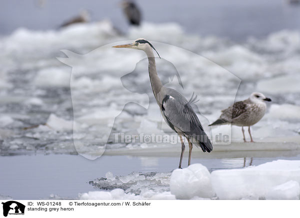 stehender Graureiher / standing grey heron / WS-01248