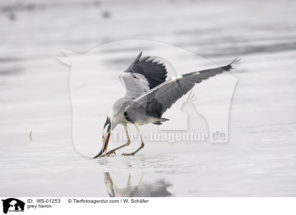 grey heron / WS-01253