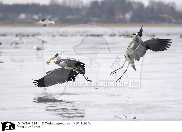 fliegende Graureiher / flying grey heron / WS-01274