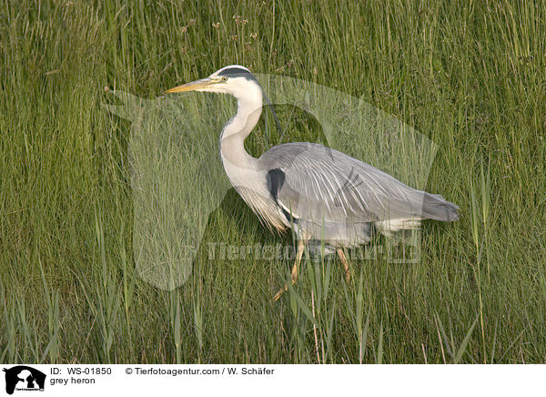 Graureiher / grey heron / WS-01850