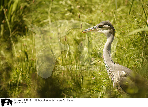 Graureiher / grey heron / AVD-01355