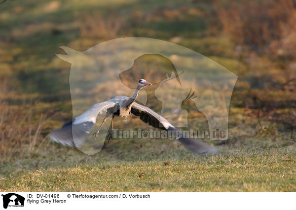 fliegender Graureiher / flying Grey Heron / DV-01496