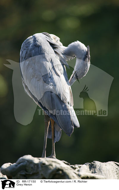 Graureiher / Grey Heron / RR-17150