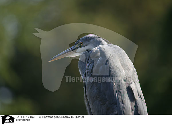 Graureiher / grey heron / RR-17153