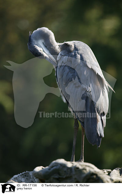 Graureiher / grey heron / RR-17156