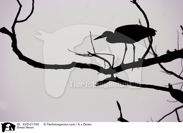 Graureiher im Abendlicht / Great Heron / AVD-01765
