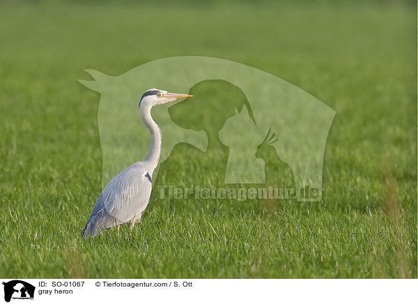 gray heron / SO-01067