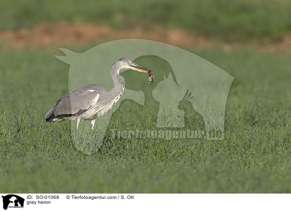 Graureiher / gray heron / SO-01068