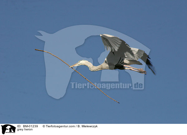 grey heron / BM-01239