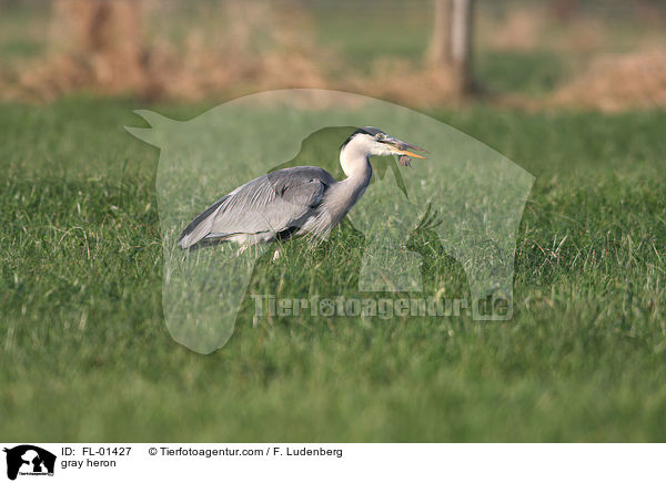 gray heron / FL-01427