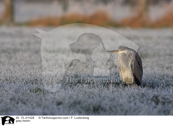 Graureiher / gray heron / FL-01428