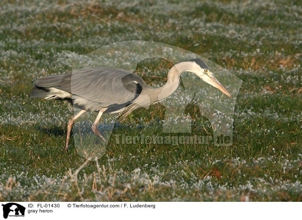 Graureiher / gray heron / FL-01430
