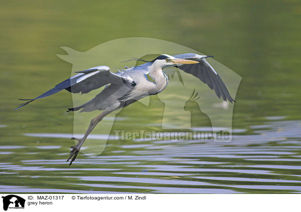 grey heron / MAZ-01317