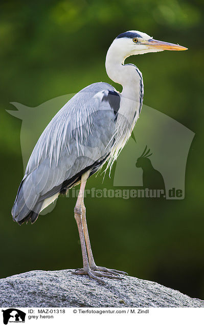 grey heron / MAZ-01318