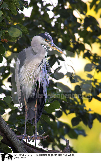 grey heron / MAZ-01319