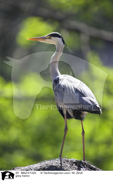 grey heron / MAZ-01320