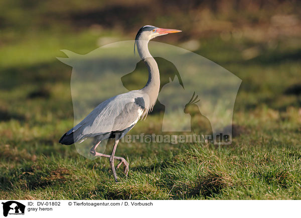 gray heron / DV-01802
