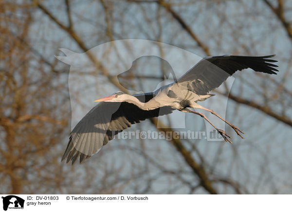 gray heron / DV-01803