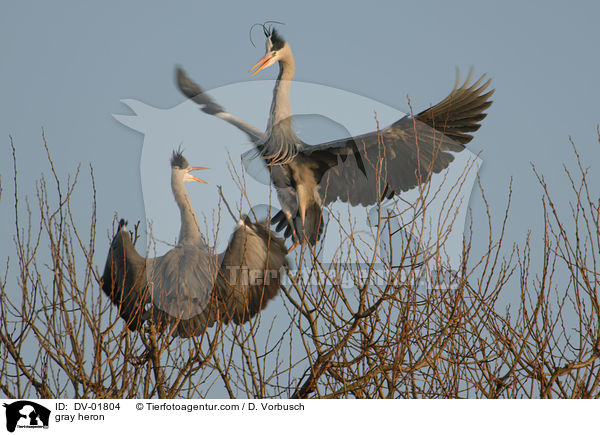 gray heron / DV-01804