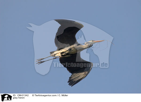 gray heron / CM-01342