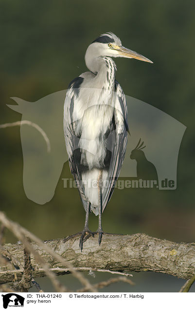 Graureiher / grey heron / THA-01240