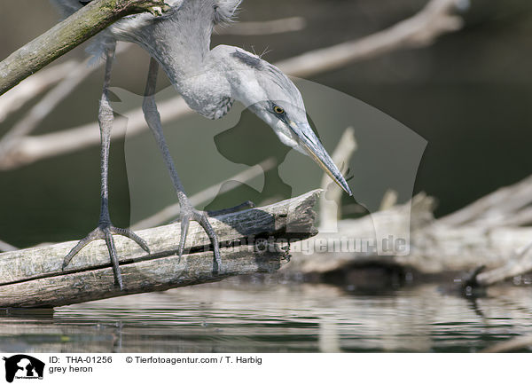 Graureiher / grey heron / THA-01256