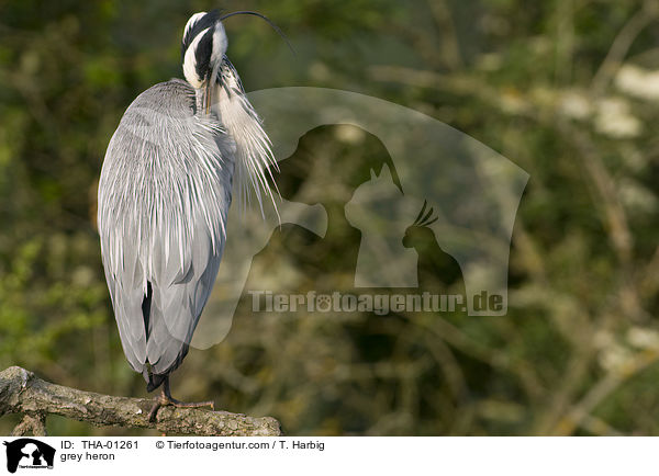 Graureiher / grey heron / THA-01261